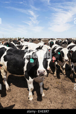 Holstein manzi su feedlot per ingrassare prima di essere inviati al macello per l'eventuale vendita ai mercati. La Junta, CO Foto Stock