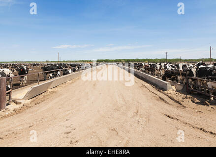 Holstein manzi e calcestruzzo trogoli di alimentazione su feedlot per ingrassare prima di essere inviati al macello per l'eventuale vendita. Foto Stock