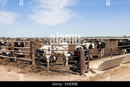 Holstein manzi su feedlot per ingrassare prima di essere inviati al macello per l'eventuale vendita ai mercati. La Junta, Colorado Foto Stock