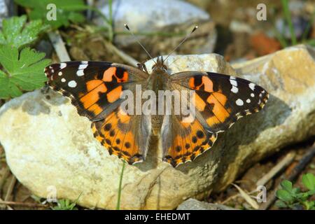 Dipinto di Lady (Vanessa cardui) Foto Stock