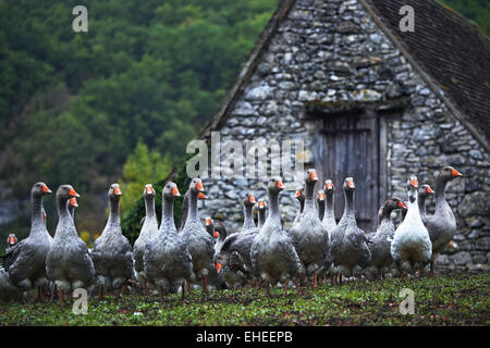 Allevamento di oche del Perigord, Aquitaine, Francia Foto Stock