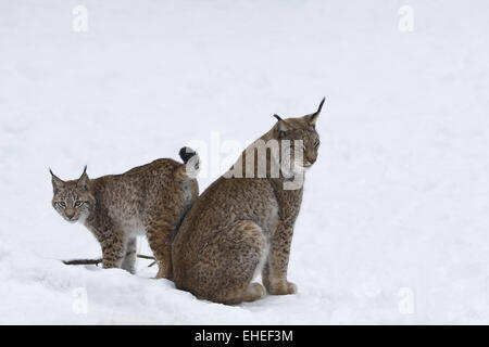 Lince europea(Lynx lynx) Foto Stock