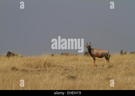 Topi (Damaliscus korrigum) Foto Stock