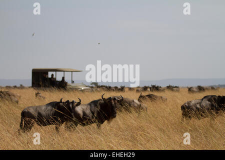 I turisti sulla visualizzazione di safari la migrazione del Serengeti Foto Stock