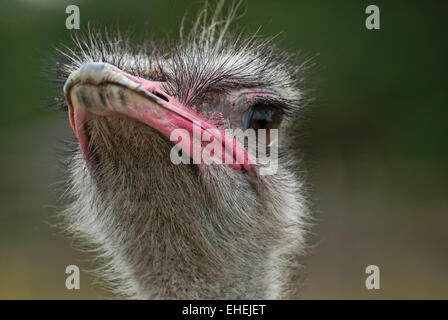 Ritratto di struzzo africano, Struthio camelus Foto Stock