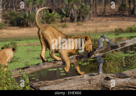 Giovane maschio Lion arrampicata su un albero caduto. Foto Stock