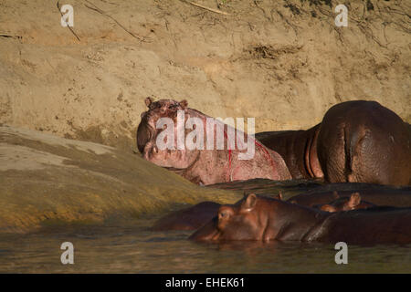 Hippo con una mancanza di pigmento della pelle o una mancanza di melanina Foto Stock