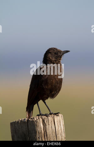 Ant-eating chat o anteater meridionale-chat (Myrmecocichla formicivora) Foto Stock