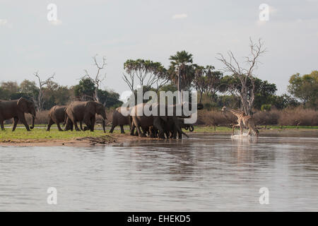Branco di elefanti africani di bere, mentre una giraffa attraversa il fiume di fronte a loro. Foto Stock