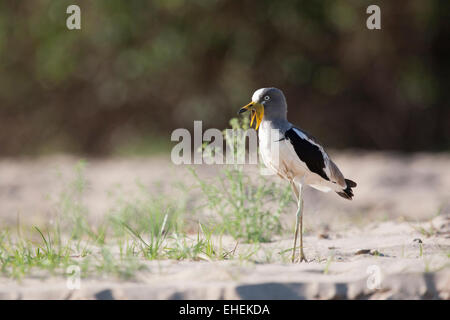 Il bianco-incoronato pavoncella, bianco-guidato pavoncella, bianco-guidato plover o bianco-crowned plover (Vanellus albiceps) Foto Stock