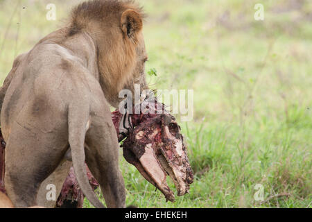 Lion portante una carcassa di Zebra (Panthera leo) Foto Stock