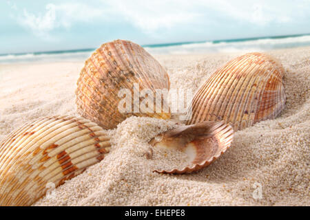 Seashells in the sand at the beach Foto Stock