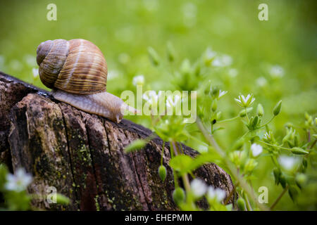 Snail seduto su un tronco di albero in una giornata di primavera Foto Stock