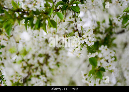 Rametto di fiori ciliegio Foto Stock