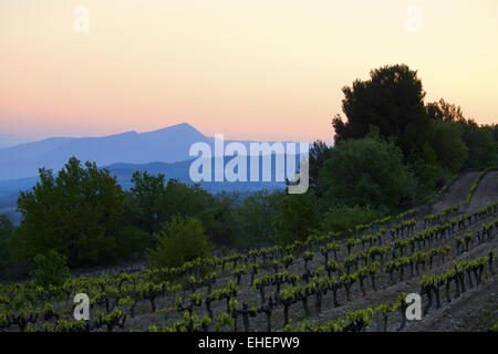 Côtes du Rhône vigneti, Buisson, Provenza Foto Stock