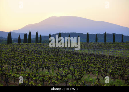 Vigneti e Mont Ventoux all'alba, la provenza Foto Stock