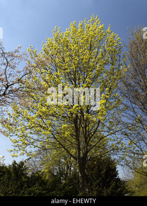Acer platanoides, Norvegia maple in primavera Foto Stock