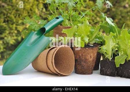 La piantina di lattuga biodegradabile in vasi con utensile da giardinaggio Foto Stock