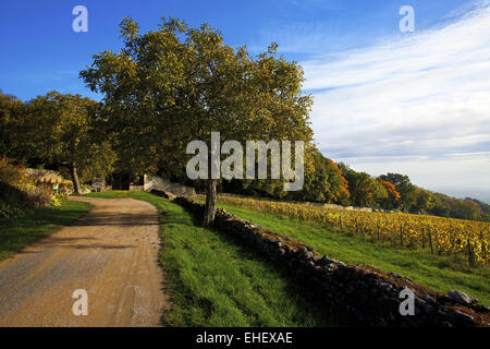Vigneti di Beaujolais, Pommiers, Rhone, Francia Foto Stock