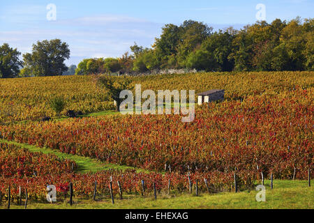 Vigneti di Beaujolais, Pommiers, Rhone, Francia Foto Stock