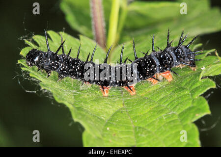 Caterpillar farfalla pavone Foto Stock
