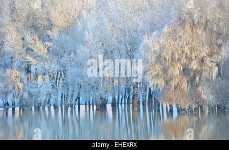 Gelido inverno alberi sul fiume Danubio Foto Stock