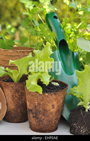 Alcune piantine di lattuga biodegradabile in vasi con utensile da giardinaggio Foto Stock