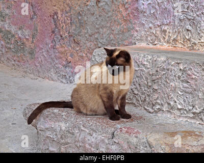 Gatto su una parete, Sardegna, Italia, Europa Foto Stock