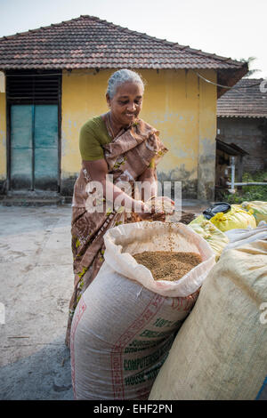 Donna che mantiene il riso Pokkali nelle sue mani, lagune, Ernakulam District, Kerala, India Foto Stock