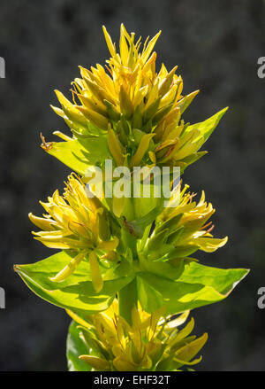 Grande giallo (genziana lutea Gentiana), Catalogna, Spagna Foto Stock