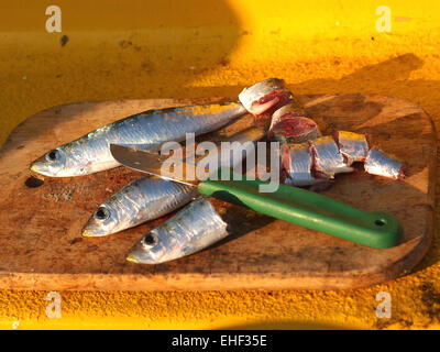 Il taglio di pescato fresco pesce sardine per esche da pesca Foto Stock