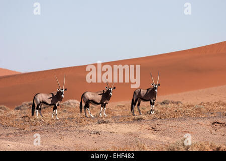 Gemsboks o Gemsbucks (Oryx gazella) nel Hiddenvlei, Sossusvlei, Namib Desert, Namib-Naukluft National Park, Namibia Foto Stock