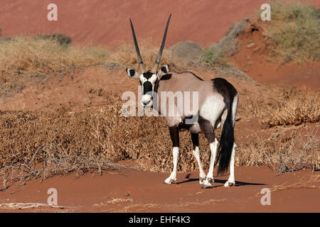 Gemsbok o gemsbuck (oryx gazella) nel Hiddenvlei, Sossusvlei, Namib Desert, Namib-Naukluft National Park, Namibia Foto Stock