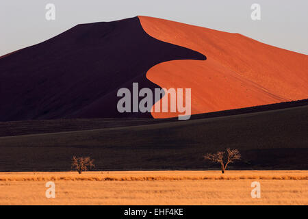 Le dune di sabbia, Camel Thorn trees (Vachellia erioloba) nella parte anteriore della luce della sera, Sossusvlei, Namib Desert Foto Stock