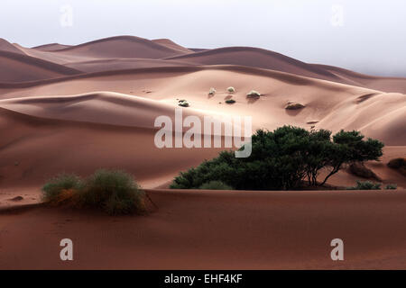 Le dune di sabbia, Camel Thorn trees (Vachellia erioloba) nella parte anteriore, Sossusvlei, Namib Desert, Namib-Naukluft National Park, Namibia Foto Stock