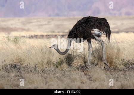 Struzzo africano (Struthio camelus), Sossusvlei, Namib Desert, Namib-Naukluft National Park, Namibia Foto Stock