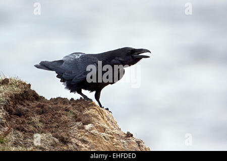 Raven comune, Corvus corax Foto Stock