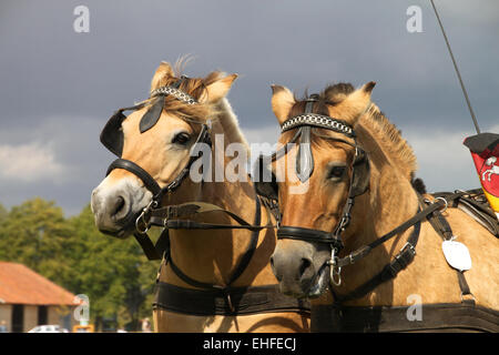 cavalli da tiro Foto Stock
