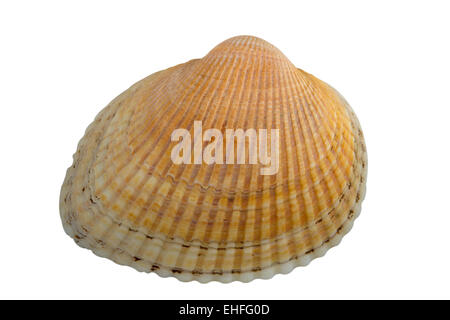 Capesante shell isolata su uno sfondo bianco con tracciato di ritaglio Foto Stock