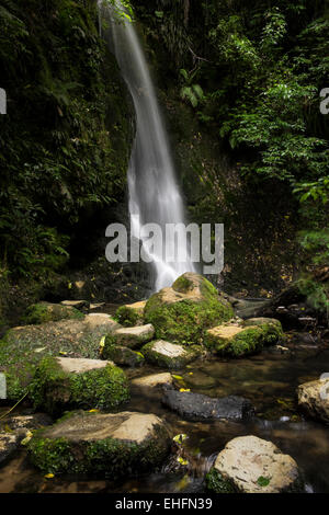 Mc Laren falls park in Tauranga, Nuova Zelanda. Foto Stock