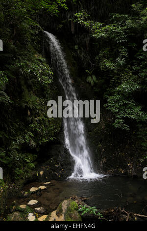 Mc Laren falls park in Tauranga, Nuova Zelanda. Foto Stock