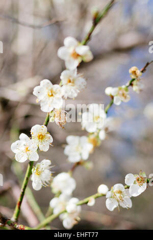 Albero di prugna Fiore fiore Foto Stock