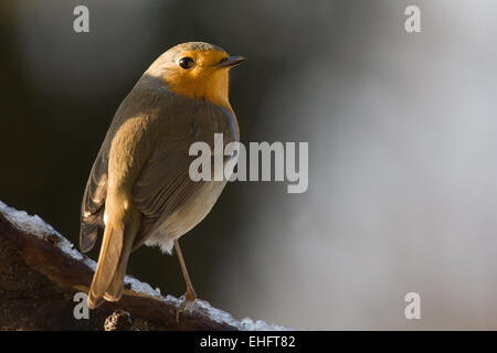 Robin Foto Stock