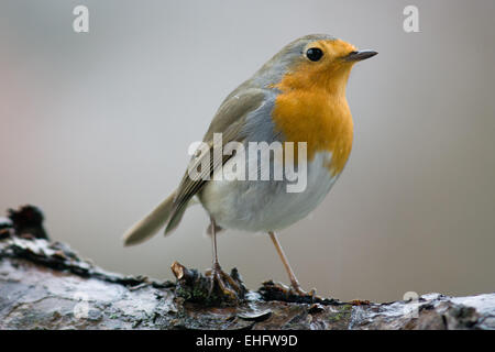 Robin Foto Stock