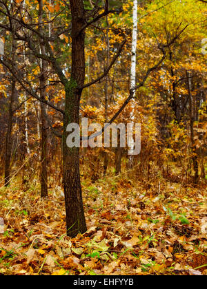 Lone Oak tree senza foglie nella foresta Foto Stock
