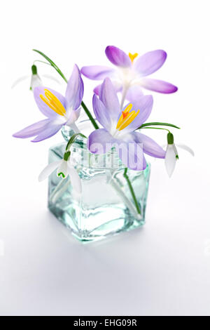 Galanthus nivalis e Crocus - Bucaneve e crochi in vaso su sfondo bianco Foto Stock