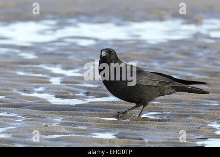 Comune di Corvo Imperiale (Corvus corax) sulla spiaggia Foto Stock