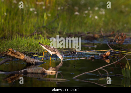 Tringa flavipes Foto Stock