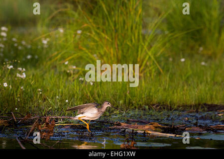 Tringa flavipes Foto Stock