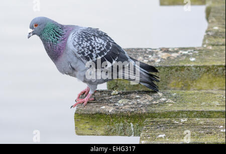 Piccioni selvatici (Columba livia domestica) dal mare. AKA Piccione di Città, Città Piccione, piccioni domestici, Città Colomba, Street Piccione. Il piccione comune. Foto Stock